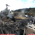 18_35-nest.jpg