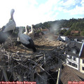 18_40-nest.jpg