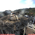18_55-nest.jpg
