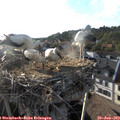 19_00-nest.jpg