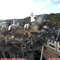 19_05-nest.jpg