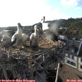 19_10-nest.jpg