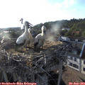 19_20-nest.jpg