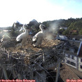 19_25-nest.jpg