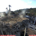 19_35-nest.jpg