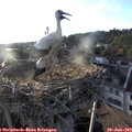 19_40-nest.jpg