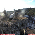 19_45-nest.jpg