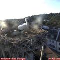 19_55-nest.jpg