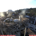 20_00-nest.jpg