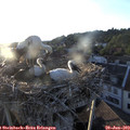 20_05-nest.jpg