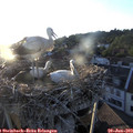 20_10-nest.jpg