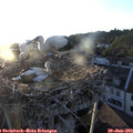 20_15-nest.jpg