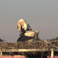 20_20-mast.jpg