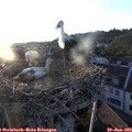 20_20-nest.jpg