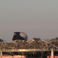 20_35-mast.jpg