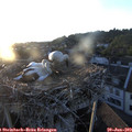 20_35-nest.jpg