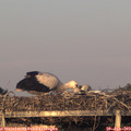 20_40-mast.jpg