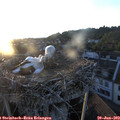 20_40-nest.jpg