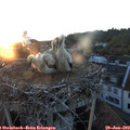 21_05-nest.jpg