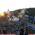 21_10-nest.jpg