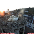 21_15-nest.jpg