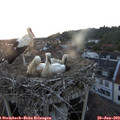 21_20-nest.jpg