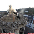 05_20-nest.jpg
