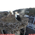 05_25-nest.jpg