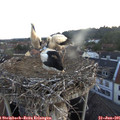 05_30-nest.jpg
