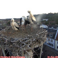 05_35-nest.jpg