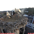 05_40-nest.jpg