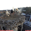 05_45-nest.jpg