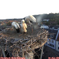 05_50-nest.jpg