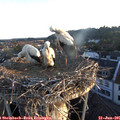 05_55-nest.jpg