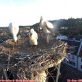 06_00-nest.jpg