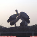 06_05-mast.jpg