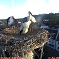 06_05-nest.jpg