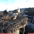 06_10-nest.jpg