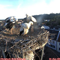 06_15-nest.jpg