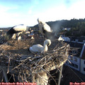 06_20-nest.jpg