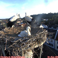 06_25-nest.jpg