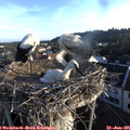 06_30-nest.jpg