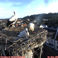 06_35-nest.jpg
