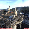 06_40-nest.jpg