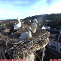 06_45-nest.jpg