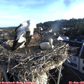 06_50-nest.jpg