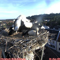 06_55-nest.jpg