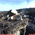 07_00-nest.jpg