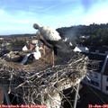 07_05-nest.jpg