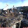 07_10-nest.jpg